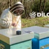 Nasce l’Oasi della Biodiversità di DILC: il progetto con 3Bee per la tutela della biodiversità tramite la tecnologia
